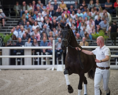 Veilingtopper Loverdale W (Glamourdale x UB40)